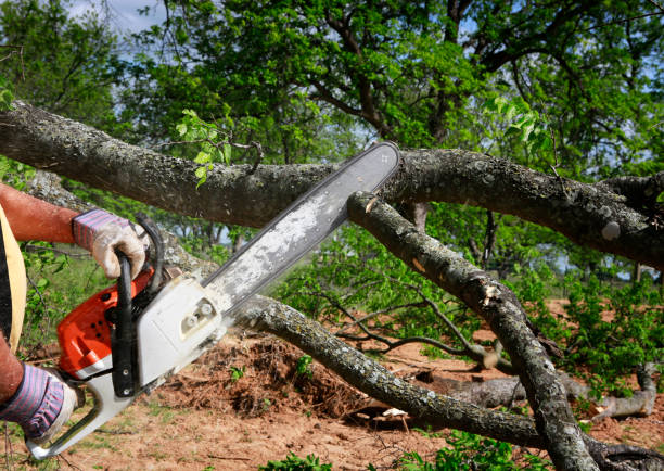 How Our Tree Care Process Works  in  University Park, TX